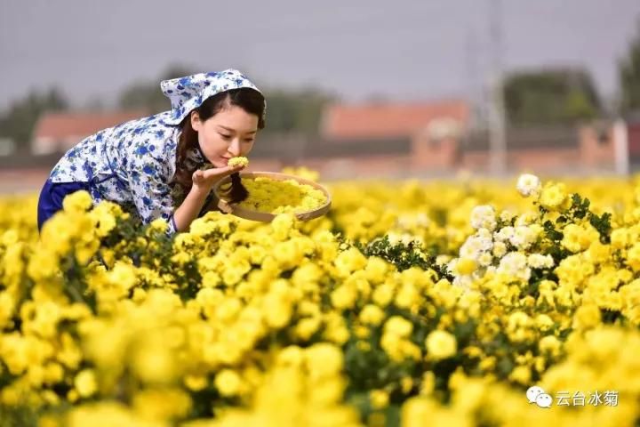 云臺(tái)冰菊基地發(fā)生了什么？一批批領(lǐng)導(dǎo)專家團(tuán)隊(duì)前來！