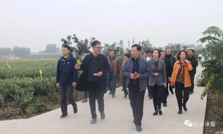 云臺冰菊基地發(fā)生了什么？一批批領(lǐng)導(dǎo)專家團隊前來！