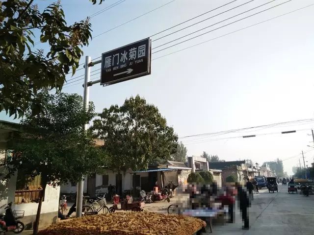 如何找到云臺(tái)冰菊？怎樣找到云臺(tái)冰菊？